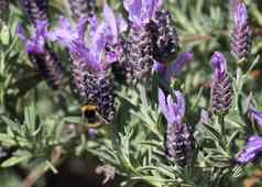 蜜蜂收集花粉法国薰衣草宏