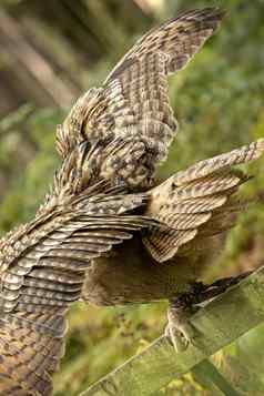 eurasion鹰猫头鹰传播翅膀