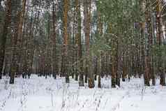 降雪冬天松森林