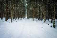 降雪冬天云杉森林覆盖霜
