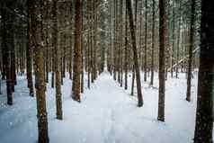 降雪冬天云杉森林覆盖霜