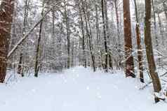 降雪冬天松森林覆盖霜