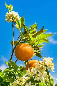 橙色树分支新鲜的水果花朵蓝色的天空背景