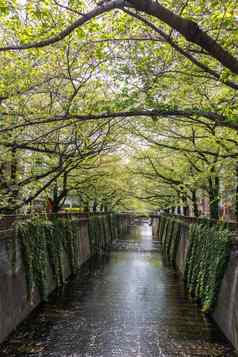 河覆盖樱花树这是一个目黑东京夏天时间