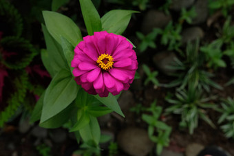 粉红色的Zinnia花<strong>梦幻背景</strong>