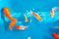 彩色的热带鱼装饰池塘橙色装饰鱼蓝色的背景群观赏鱼