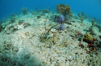 佛罗里达多刺的龙虾