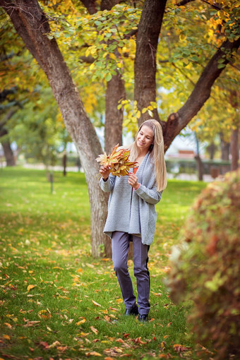 美丽的女孩灰色的开襟羊毛衫走城市公园收集秋天叶子花束