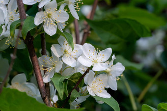 精致的白色花绿色叶子山梅花观赏植物甜蜜的模拟橙色英语山茱萸