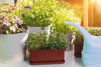可食用的绿色成长锅窗台上日益增长的健康的维生素绿色首页