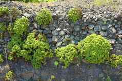 巨大的墙背景绿色植物长满青苔的乡村石头墙特写镜头照片粗糙的石头墙古老的建筑绿色莫斯石头特写镜头力自然概念