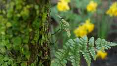 蕨类植物叶莫斯树树皮森林加州美国春天早....大气精致的小绿色爬虫植物树干春天仙女植物新鲜木黄色的水仙花那喀索斯