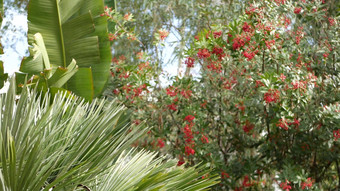 红色的浆果树园艺加州美国自然大气植物关闭背景荚莲属的植物春天秋天早....花园森林新鲜的春天秋天植物区系软焦点