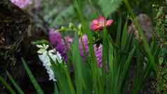 小小苍兰风信子紫色的花森林加州美国春天早....大气精致的小紫罗兰色的粉红色的绿色植物春天仙女植物纯新鲜荒野木生态系统
