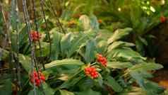 红色的浆果森林加州美国异国情调的热带丛林热带雨林植物大气春天早....多汁的生动的绿色植物植物叶子春天仙女花园植物新鲜木