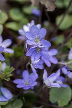 美丽的春天蓝色的花特写镜头春天夏天花背景