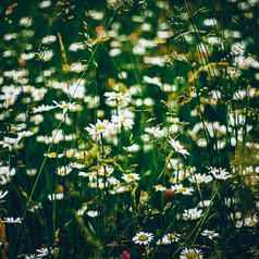 黛西草地夏天绿色草盛开的花洋甘菊场春天自然花背景植物花园生态环境
