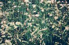 古董黛西场夏天绿色草盛开的花洋甘菊草地春天自然花背景植物花园生态环境