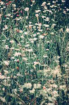 古董黛西场夏天绿色草盛开的花洋甘菊草地春天自然花背景植物花园生态环境