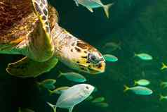 绿色海乌龟游泳博物馆水族馆