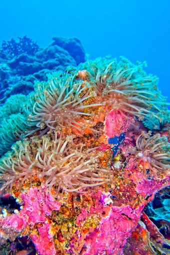 多石的珊瑚布纳肯国家海洋公园北苏拉威西岛印尼