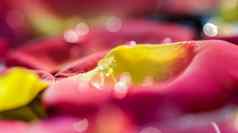 红色的黄色的玫瑰花瓣滴水芳香疗法水疗中心概念模糊花背景