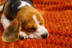 可爱的小猎犬号小狗休息橙色格子肖像美丽的小猎犬号小狗