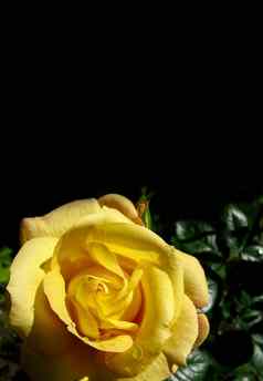 美丽的黄色的玫瑰露水滴孤立的黑色的背景完美的背景问候卡片生日情人节一天母亲的一天格式
