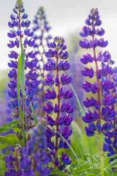 紫色的野生卢平Lupinus多叶草花朵草地场野生紫色的花