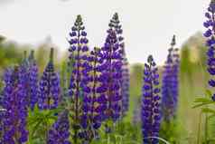 紫色的野生卢平Lupinus多叶草花朵草地场野生紫色的花