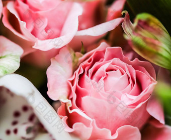 软焦点摘要花背景粉红色的玫瑰花宏花背景假期品牌设计