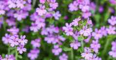 小紫色的埃里努斯alpinus花石头墙花背景