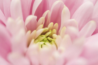 摘要花背景粉红色的菊花花宏花背景假期品牌设计