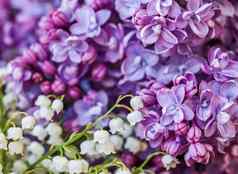 摘要花背景盛开的紫色的特里淡紫色花花瓣莉莉谷花