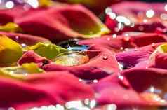 红色的黄色的玫瑰花瓣滴水芳香疗法水疗中心概念模糊花背景