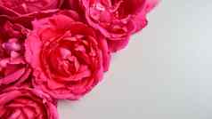 美丽的粉红色的玫瑰白色背景理想的问候卡片
