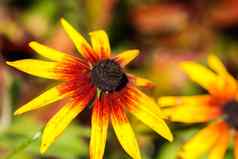 黄色的红色的花黑色的中心秋天花园盛开的黄雏菊属花黑眼苏珊