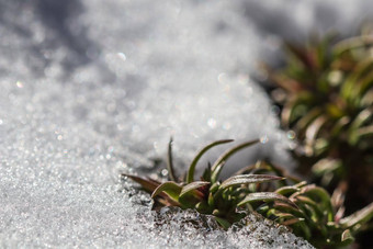 纹理新鲜的雪日益增长的绿色植物自然春天背景
