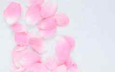 粉红色的玫瑰花瓣完美的背景问候卡片邀请婚礼生日情人节一天母亲的一天
