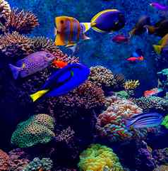 水下图片海生活