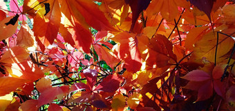 野生葡萄红色的叶子成长厚栅栏秋天一天