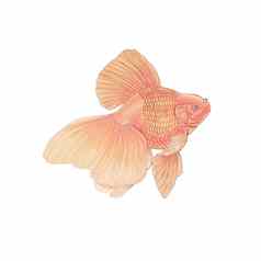 数字颜色插图画水族馆橙色金鱼细节白色孤立的背景
