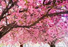 美丽的樱花樱桃树粉红色的花春天