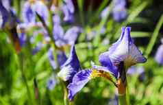 盛开的紫罗兰色的虹膜花花园园艺概念花背景