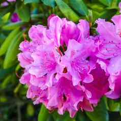 盛开的粉红色的杜鹃花春天园艺概念花背景