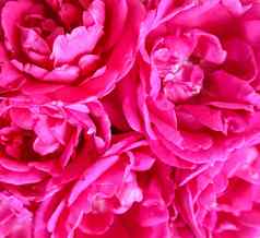 背景美丽的粉红色的玫瑰理想的问候卡片婚礼生日情人节一天母亲的一天