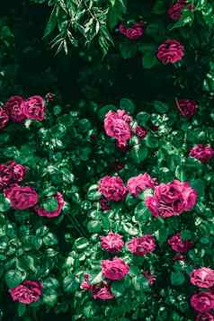 盛开的玫瑰美丽的花花园花背景