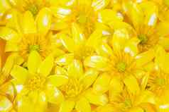 散射黄色的春天花黄色的背景