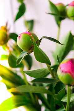 美丽的粉红色的牡丹味蕾春天花园盛开的牡丹花巴德园艺概念首页花园花床上绿色