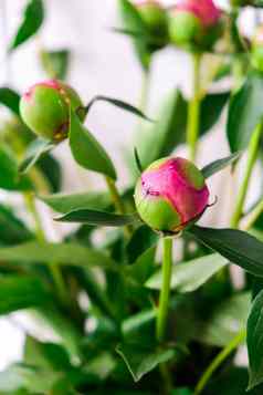 美丽的粉红色的牡丹味蕾春天花园盛开的牡丹花巴德园艺概念首页花园花床上绿色